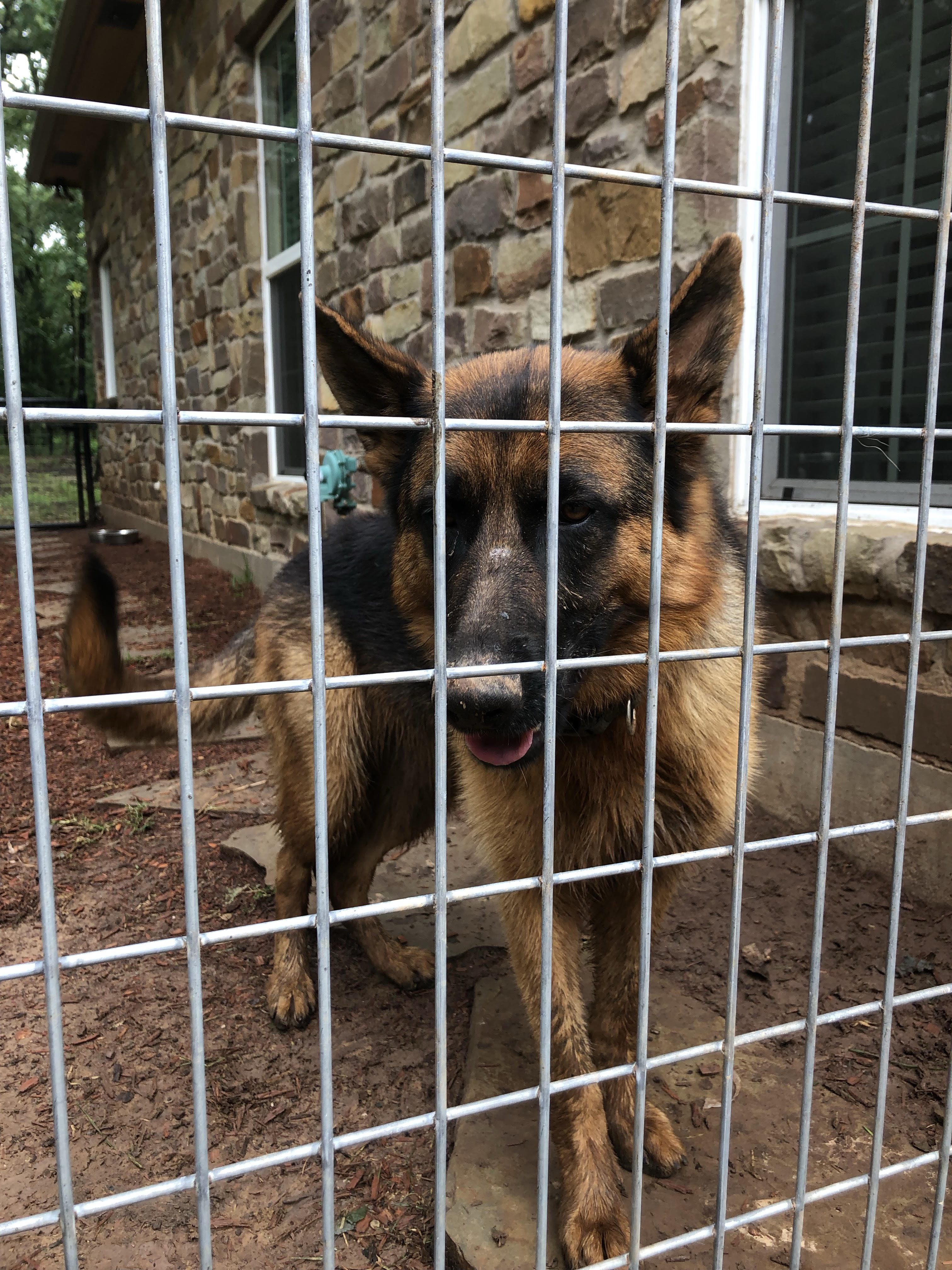 adoptable Dog in Bonham,TX named Bella
